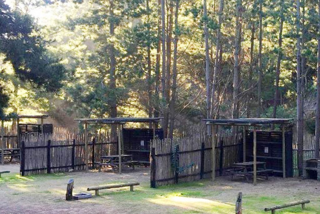 Zona de camping entre el bosque